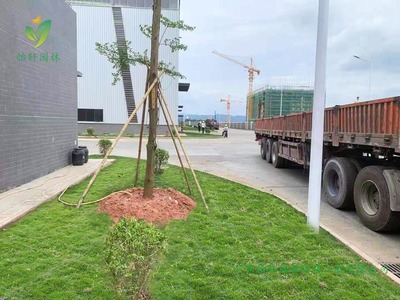 宝裕(佛山)再生资源有限公司高明新厂区绿化工程施工