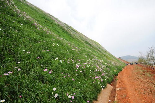 贵州道路俩旁绿化种草喷播机出售